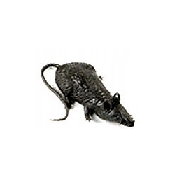 MYSZY SZTUCZNE PLASTIKOWE CZARNA HALLOWEEN MYSZ